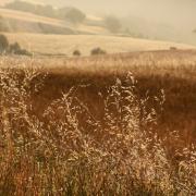 Ca' Cellino a giugno con il grano maturo