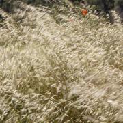 Ca' Cellino a giugno con il grano maturo