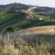 Ca' Cellino a giugno con il grano maturo