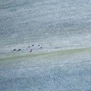 Andiamo a cercare la pentola piena di monete d'oro ?